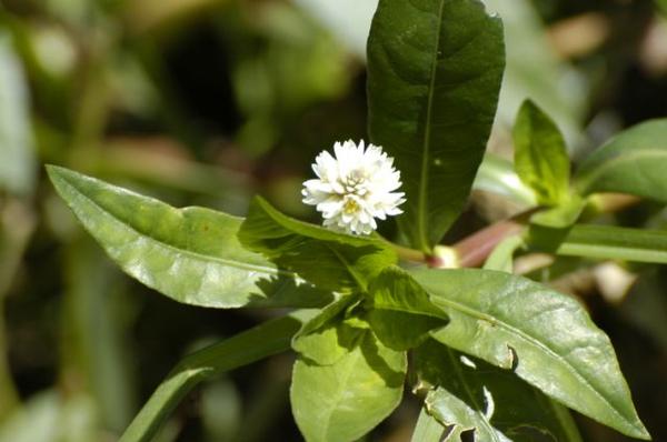 Alligator weed